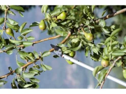 Sécateur De Taille Avec Perche Fixe 120 Cm Stocker Art. 502 - Ø 10 Mm - Coupe Orientable -Outils D'Élagage De Jardin scateur de taille avec perche fixe 120 cm stocker art 502 10 mm coupe orientable coupe branches scateur sur perche 120 cm stocker art 502 15401 0 1548229931 500 2 4 A 161209