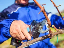 Sécateur électrique De Taille SPEEDY Campagnola - 2 Batteries De 2 Ah -Outils D'Élagage De Jardin scateur lectrique de taille speedy campagnola 2 batteries de 2 ah points forts 25381 2 1601472202 IMG 5f7486cab0158