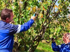 Sécateur électrique De Taille STARK L Campagnola - 2 Batteries De 2,5 Ah -Outils D'Élagage De Jardin scateur lectrique de taille stark l campagnola 2 batteries de 2 5 ah points forts 25379 2 1601466873 IMG 5f7471f9db168