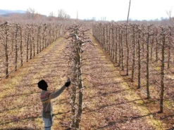 Sécateur électrique De Taille Zanon TIGER SL 38 - Batterie De 3,2 AH 50,4V - Avec Harnais -Outils D'Élagage De Jardin scateur lectrique de taille zanon tiger sl 38 batterie de 3 2 ah 50 4v avec harnais poigne et sac dos 33991 6 1649851811 IMG 6256bda306def