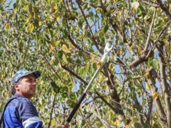 Sécateur électrique Easy 150 De Taille Campagnola - SANS BATTERIE