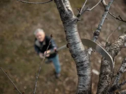 Scie De Jardin Stocker Corvo 430 TC Avec Perche Télescopique 230-385 Cm -Outils D'Élagage De Jardin scie de jardin stocker corvo 430 tc avec perche tlescopique 230 385 cm scie trempe 32690 3 1643115467 IMG 61eff3cb7a75a