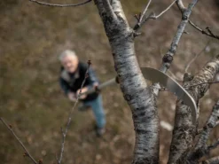 Scie De Jardin Stocker Corvo 430 TC Avec Poignée Télescopique 270-460 Cm -Outils D'Élagage De Jardin scie de jardin stocker corvo 430 tc avec poignee telescopique 270 460 cm scie trempee 32687 3 1643106406 IMG 61efd066eac91